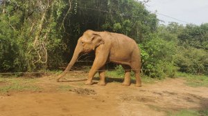 Путешествие в Шри Ланку. Хиккадува, апрель 25г.