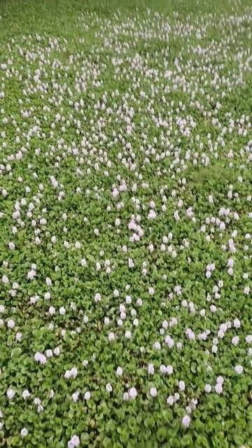 Water hyacinth смотреть онлайн