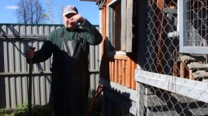 ЗАСЕЛЕНИЕ ЦЫПЛЯТ В КУРЯТНИК ПРАВИЛЬНО ! 30.05.2024 год.