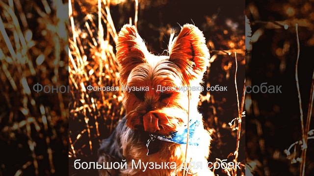 Впечатление (Выгул собак) смотреть онлайн