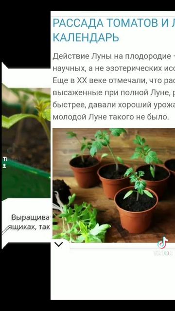 Выращиваем рассаду томатов(помидоров) по лунному календарю на 2022 год смотреть онлайн