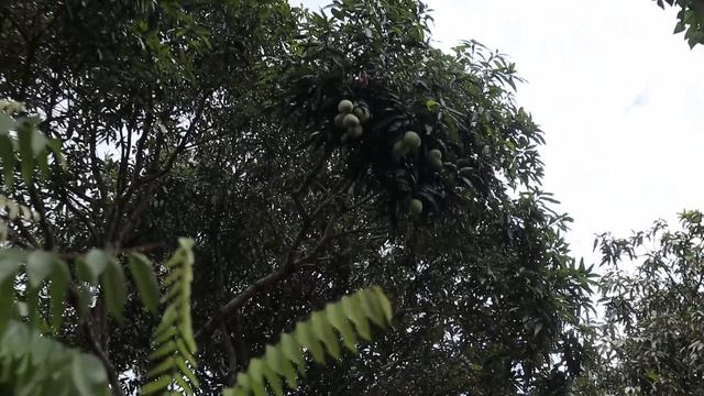AFRİKADA TROPİKAL MEYVE ve BAHARAT BAHÇELERİNİ GEZİYORUZ / Zanzibar Tanzanya смотреть онлайн