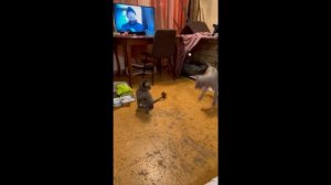 Кот и пёс :)