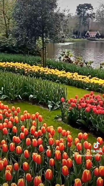 #кекенхоф #keukenhof Парк квітів Кекенхоф у Нідерландах! смотреть онлайн