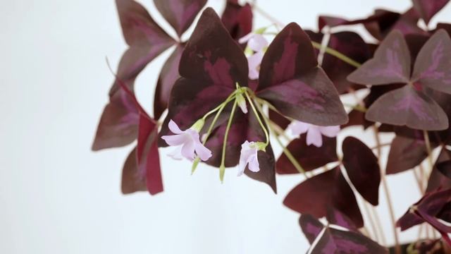 Dr. Techplant: Saving The Oxalis смотреть онлайн