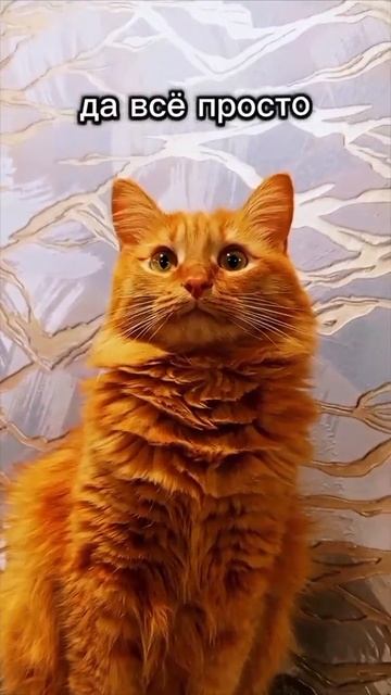 если орет начальник