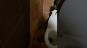 здраствуйте я какаю в туалете