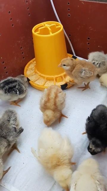 Всего 5 дней!#цыплята #chick #chicken #февраль смотреть онлайн