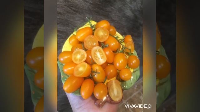 Сортовые томаты Черри смотреть онлайн