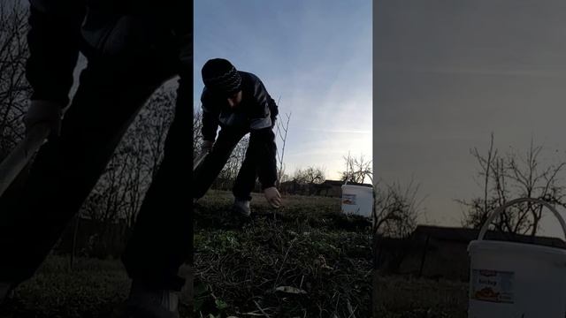 Засаждане на дръвче смотреть онлайн