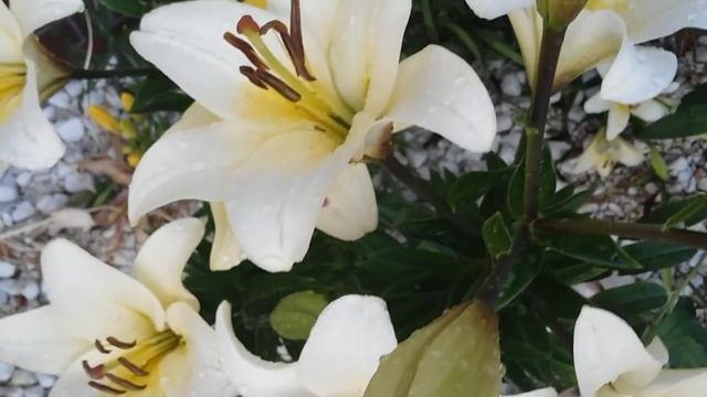 Lilie смотреть онлайн