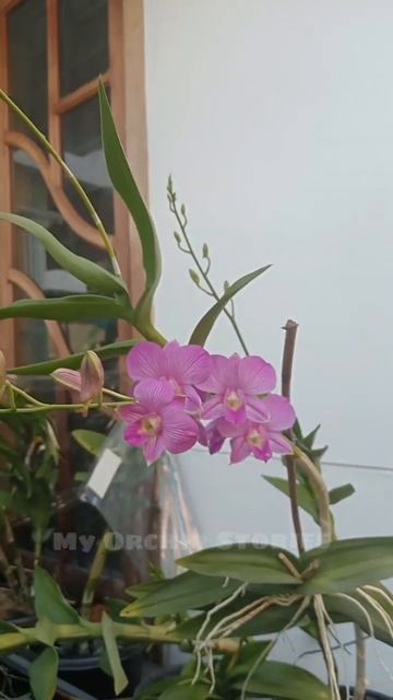 #dendrobium #dendrobiumorchids #orchid #orchidcare #flowers #shorts #short #shortvideo #shortsfeed смотреть онлайн
