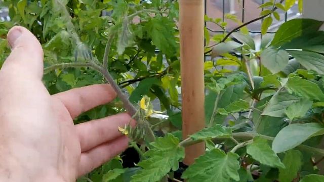 #tour du potager terrasse смотреть онлайн