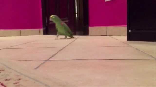 Попугай смеётся смотреть онлайн