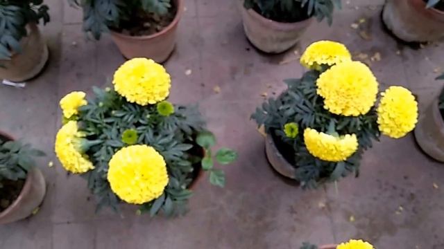 Winter flowers [HD]....The Giant Marigold.... смотреть онлайн