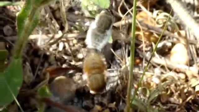 Flies mating смотреть онлайн