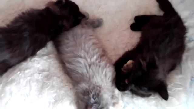 #Котятки в добрые лапки. Акция дня! смотреть онлайн