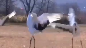 ТАНЕЦ БЕЛЫХ ЖУРАВЛЕЙ #птицы #топ #лучшее #like #природа #красиво #танцыптиц #ухаживанияживотных