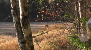 Охота на косулю с манком