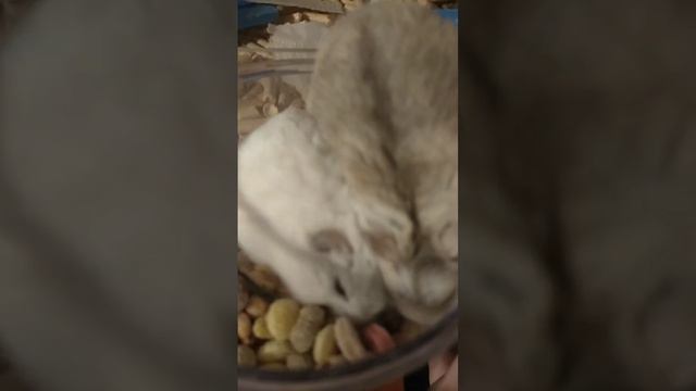 Мандарин и Снежок отдыхают а потом едят смотреть онлайн