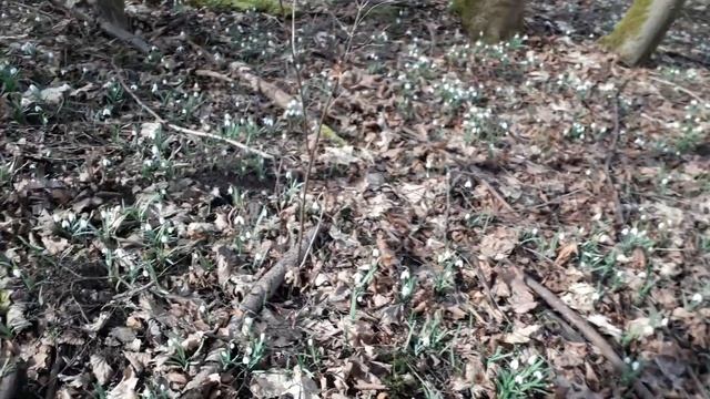 Первые подснежники в парке Выштинецкий (Роминтенской пуще) смотреть онлайн