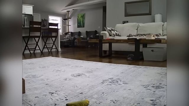 Кошки так любят играть (2025)