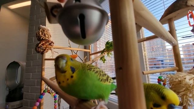 Xmas Bells for budgies/ Рождественские колокольчики  для волнистых попугайчиков смотреть онлайн
