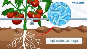 La Cepa D747, Bacillus amyloliquefaciens: Valcure