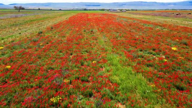 Маки и Ветер смотреть онлайн