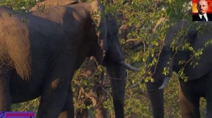 Южная часть Африки, дикая природа у воды-