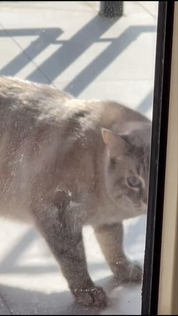 Соседи смотреть онлайн