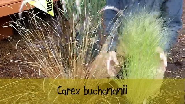 Time to shop for grass! смотреть онлайн