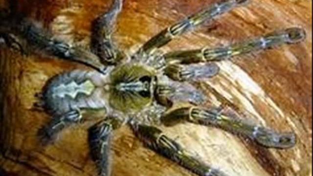 All Poecilotheria species смотреть онлайн