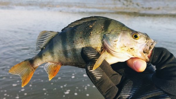 Отличная рыбалка в начале сезона!