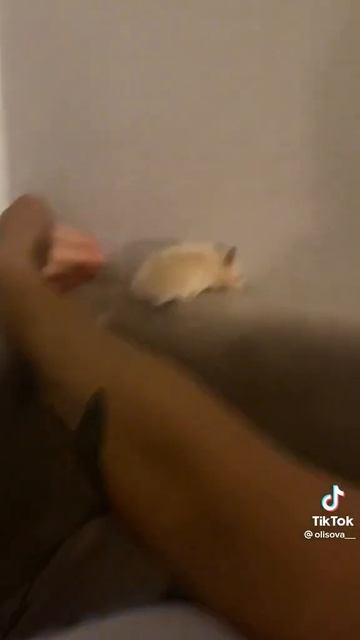 #hamster #хомяки #shorts #звуки #мемов смотреть онлайн