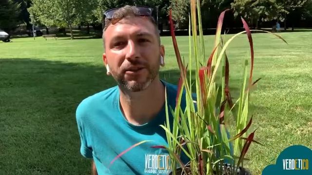 Vi presento Imperata cylindrica, una bellissima graminacea ornamentale 🌾 смотреть онлайн
