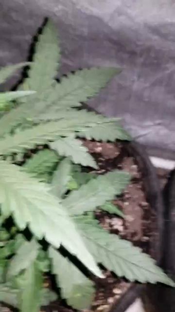 D.A.T. KUSH contest by EM SEEDS and Cody Oebel from nukeheads.com смотреть онлайн