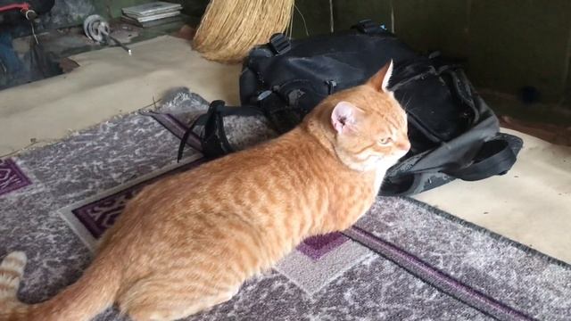 Кот и рюкзак