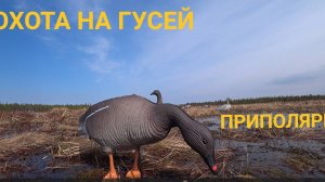 СЕВЕРНАЯ ОХОТА НА ГУСЕЙ. ВЕСНОВКА НА БОЛОТЕ. ЧАСТЬ 2