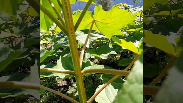 Павловния в Белгородской области.#pavlovniya #павловния #paulownia смотреть онлайн