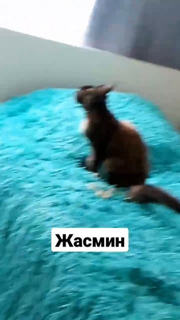 порода кошки майкун ещё есть кот Барсик смотреть онлайн