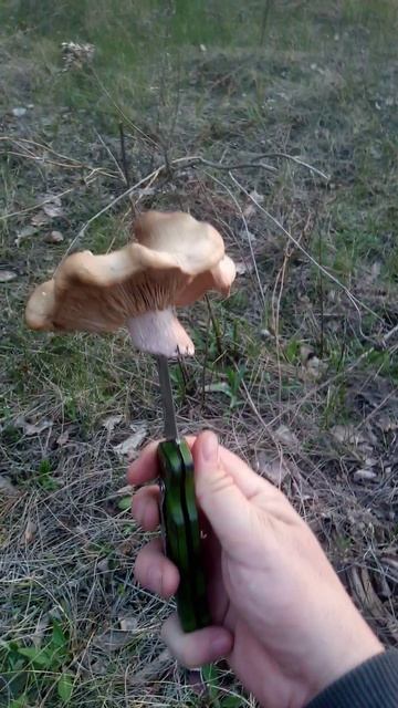 Весенний гриб синяя ножка, рядовка обзор