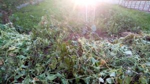 Огурцы сорта ИЗЯЩНЫЕ  Выбросили из-за того что Давали Большой Урожай!!!  🌞🌞🌞  19 августа 2023г💖