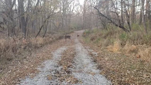 Sunday Hike Came Across Some Friendly Deer . смотреть онлайн