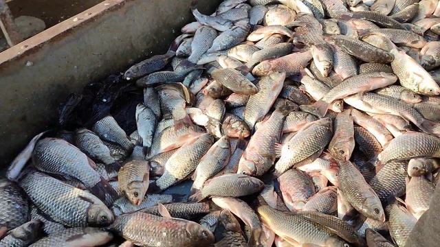 БЕРУНИЙ ДЕХКОН БОЗОРИ ДА АРЗОН БАЛИКЛАР смотреть онлайн