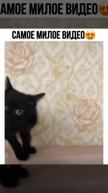 Как тигр делает? смотреть онлайн