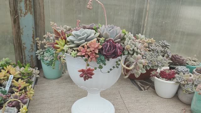Суккулентный садик в красивом вазоне смотреть онлайн