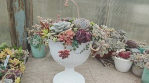 Суккулентный садик в красивом вазоне