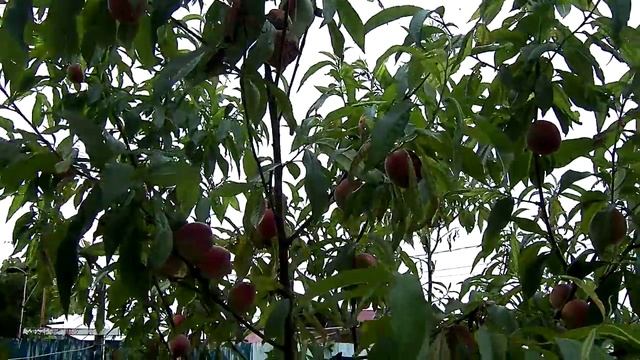 ПЕРСИК СОЧИ КЛАСС смотреть онлайн