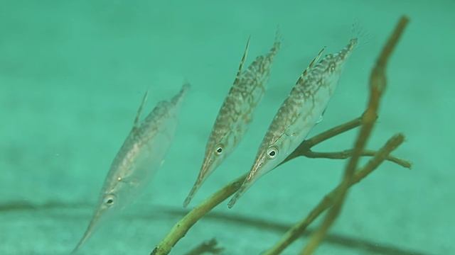 【30秒の海中動画】静岡県 川奈 No.1 サギフエゆらゆら / Fluffy Longspine snipefish смотреть онлайн